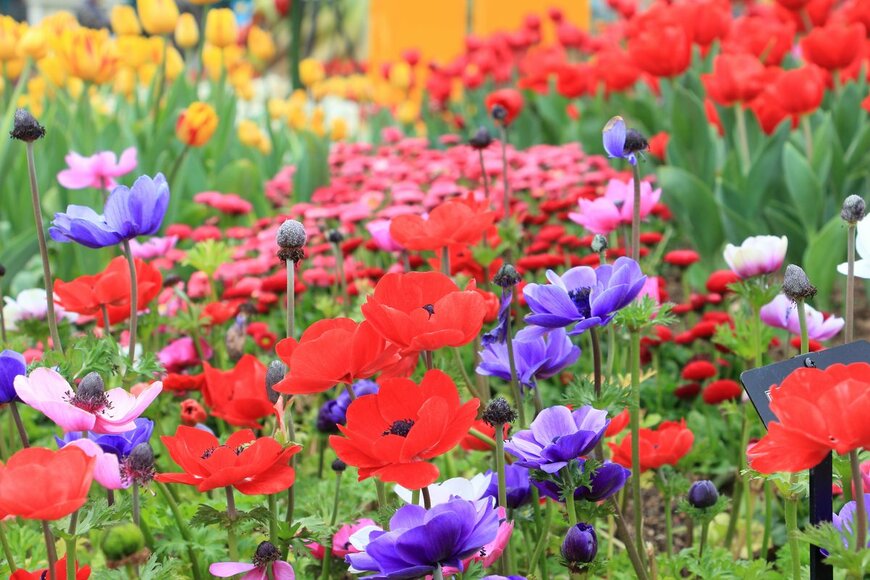 アネモネ（AphichetC/Shutterstock.com）