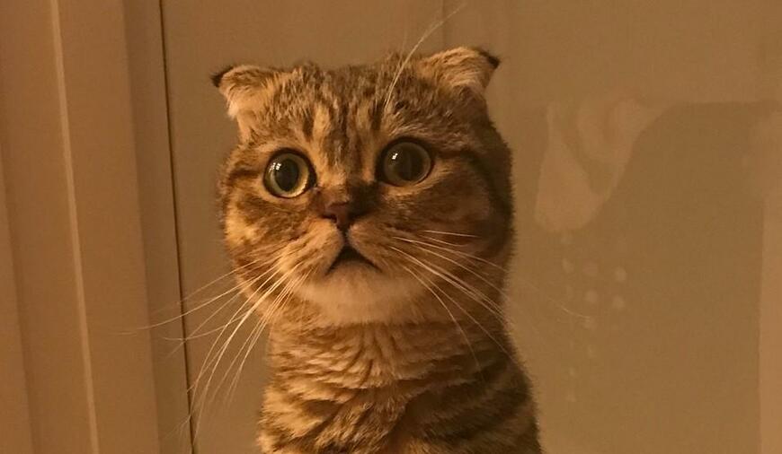 出所：@ponpokopontanu