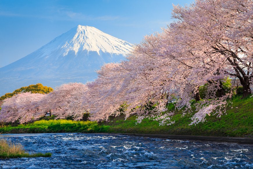 お隣の花見客は訪日外国人？ 桜の魅力はグローバル化へ