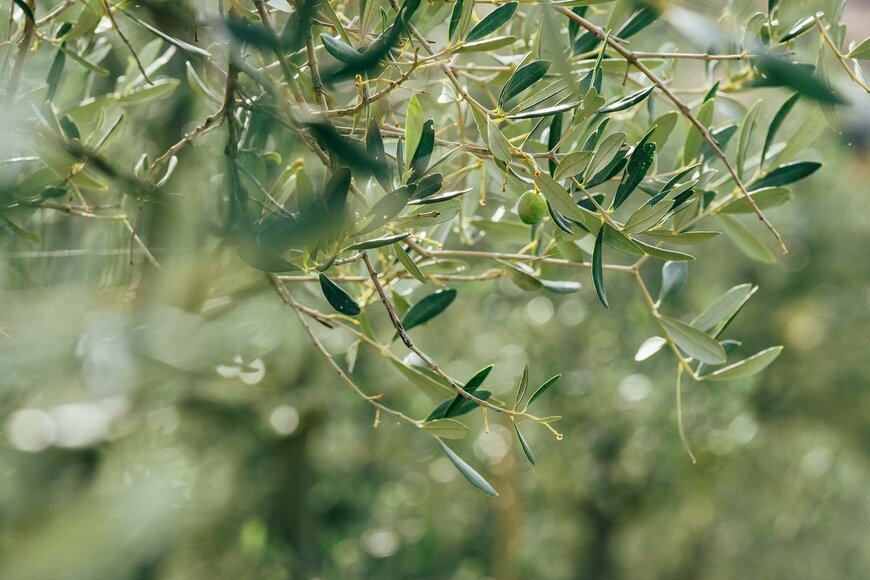 Soloviova Liudmyla/Shutterstock.com