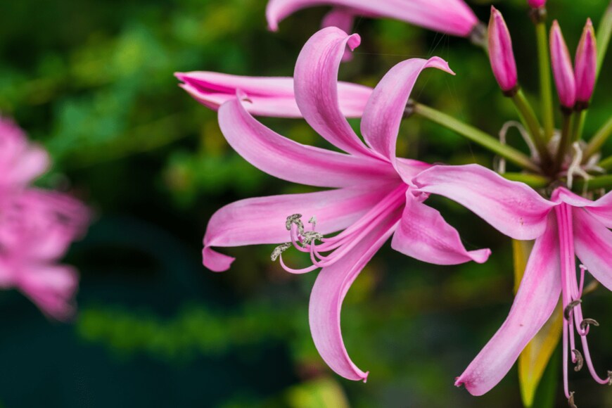 Ian Grainger/shutterstock.com