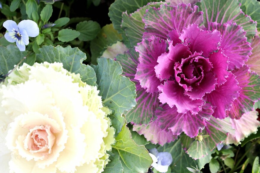 pilialoha/Shutterstock.com