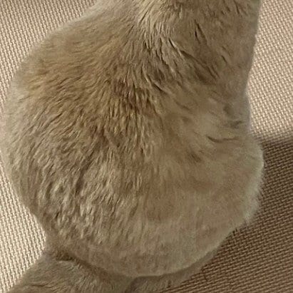 出所：@TsunaIsCat