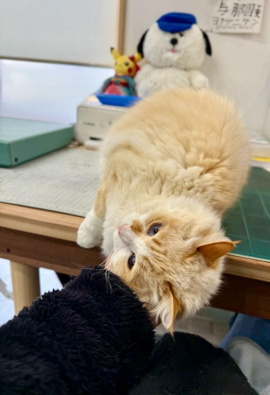 出所：@omochi_nam01