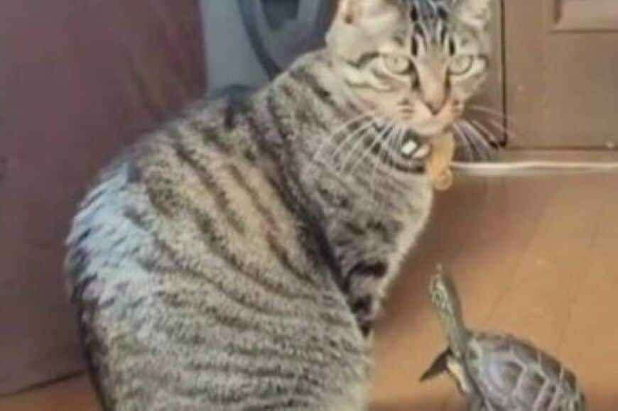 【絶対遊んでる】猫と亀の独特なコミュニケーションに思わず笑ってしまう「楽しそうな様子がかわいい」