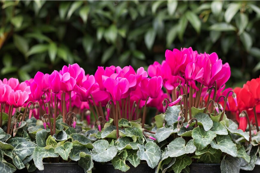 花の位置が同じ高さのシクラメン（Olga Gorevan/Shutterstock.com）