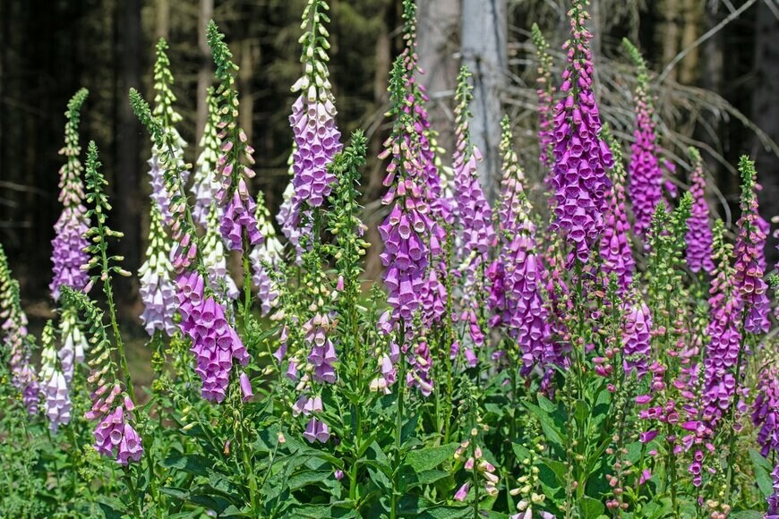 M. Schuppich/Shutterstock.com