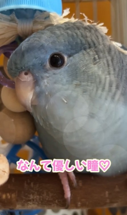 出所：daiinkoteikoku_soraoto