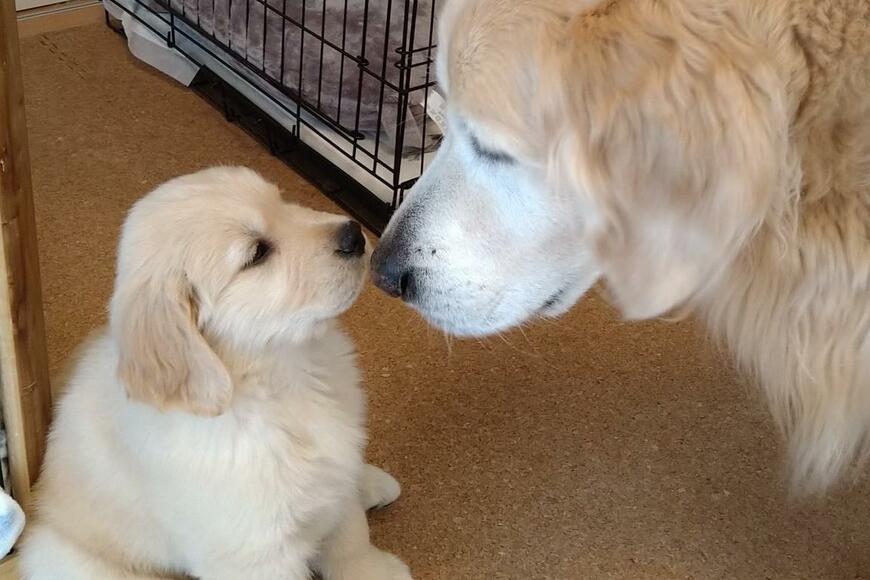 先住犬から伝わった「優しさ」今に繋がる日常光景が感動を呼ぶ