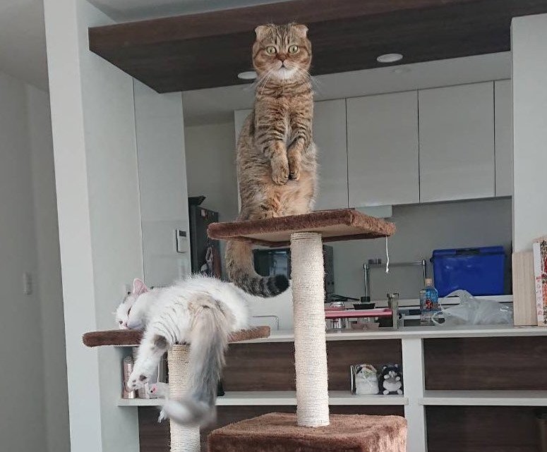 出所：@ponpokopontanu