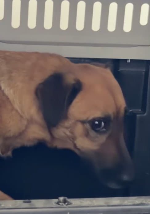 ケガを負った犬に寄り添う「人を恐れていた犬」を保護　約2週間で見せた穏やかな表情に反響