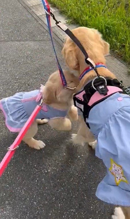 出所：@pu_channeldesu