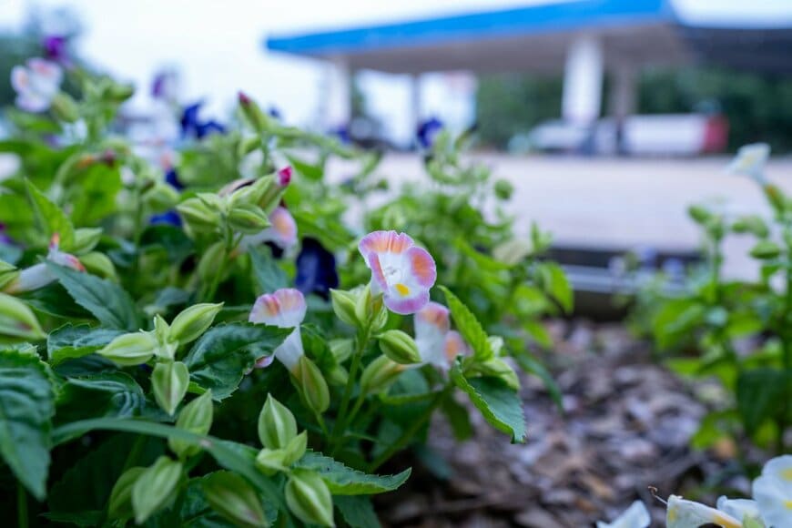 Siriwan Thanomrod/shutterstock.com