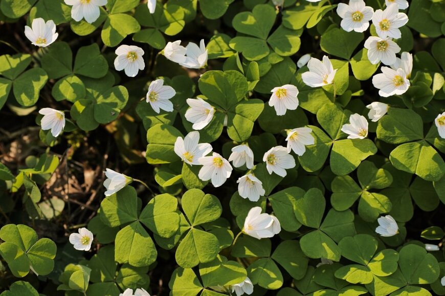 WorldStockStudio/shutterstock.com