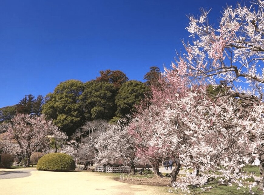 出所：株式会社アダストリア「アダストリアが水戸の梅まつり実行委員会、茨城ロボッツと協業！日本三名園・偕楽園の「水戸の梅まつり」会期中に「VICTORY BLOOMSキャンペーン」を実施」