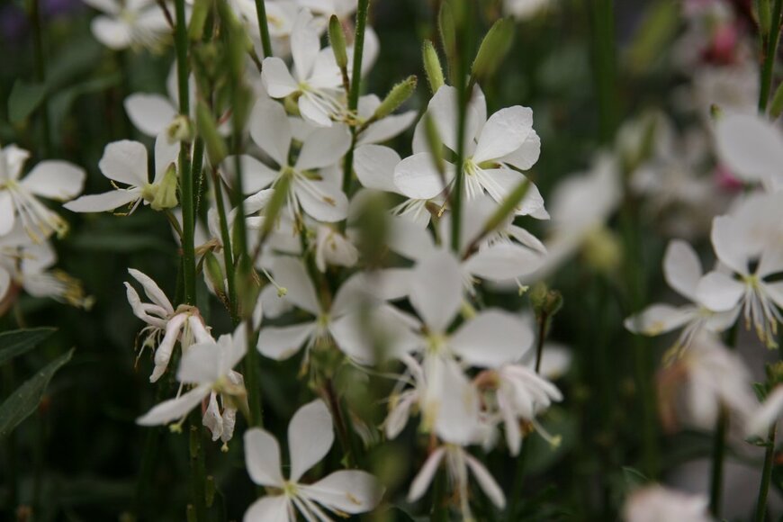 Reut MG/shutterstock.com