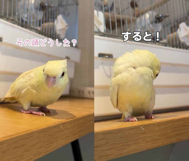 出所：@daiinkoteikoku_soraoto