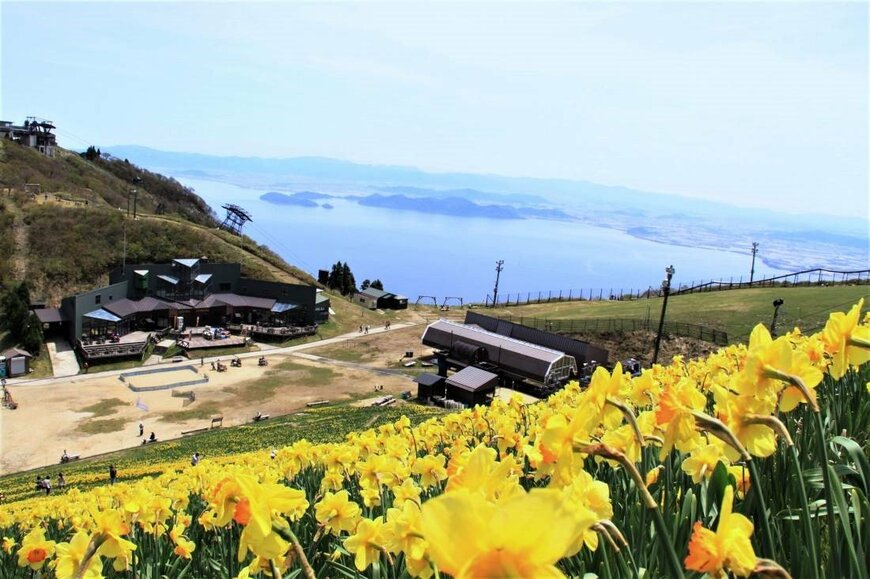 【GWの絶景スポット】滋賀県・びわ湖バレイ　関西最大級の30万球を誇るスイセンの丘