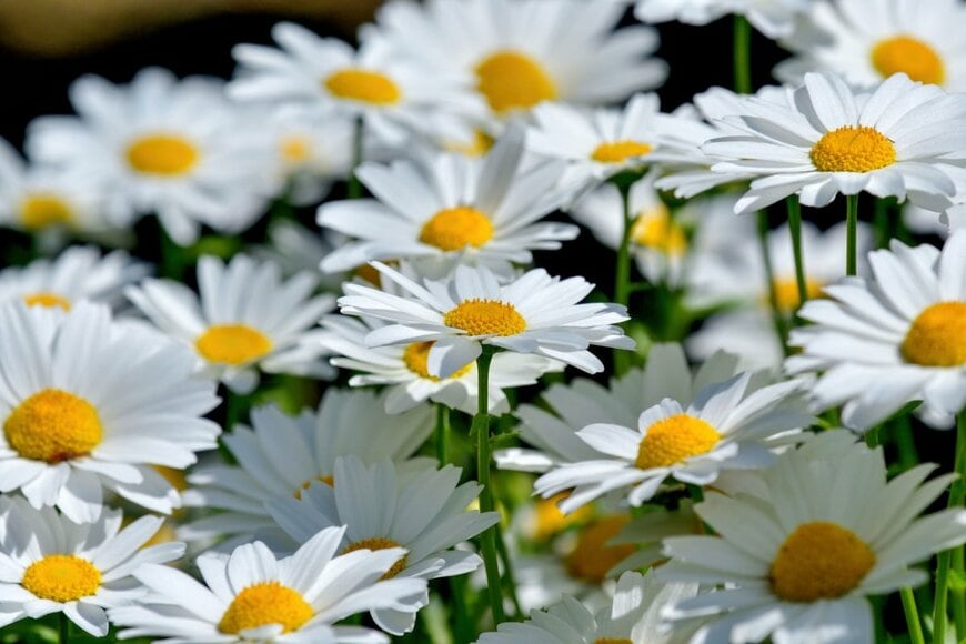 ノースポール。花期は5月ごろまで。