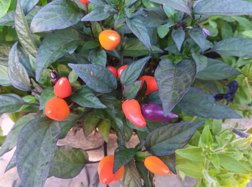 オレンジ、黄色、紫色の実を付けている、観賞用トウガラシ。葉は紫がかった緑色。