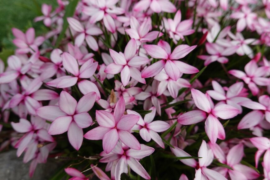 薄いピンクのアッツザクラの花。