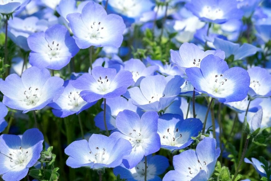 ネモフィラの花、淡いブルーがかわいらしい。