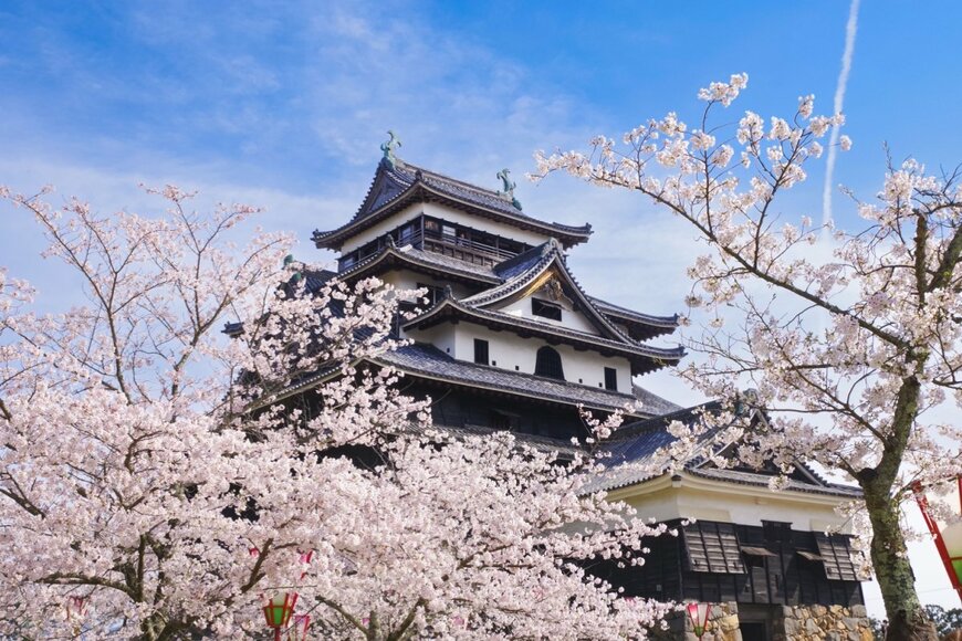満開の桜と松江城