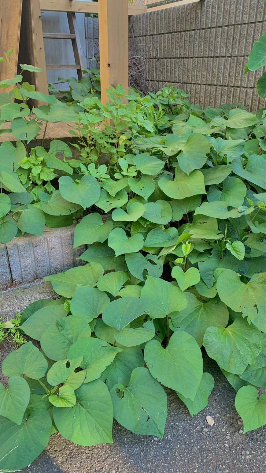 さつまいもを使った雑草対策