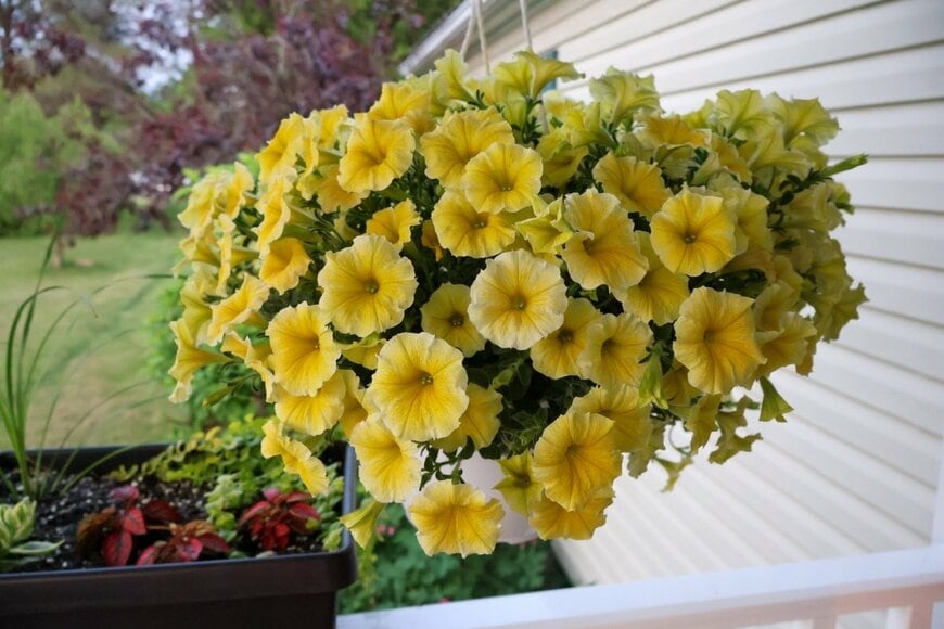 ペチュニアの花がハンギングバスケットに吊るされている。色は黄色。