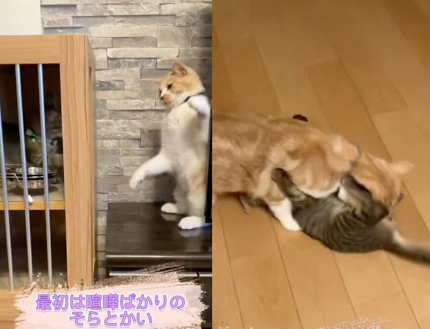 投稿の画像