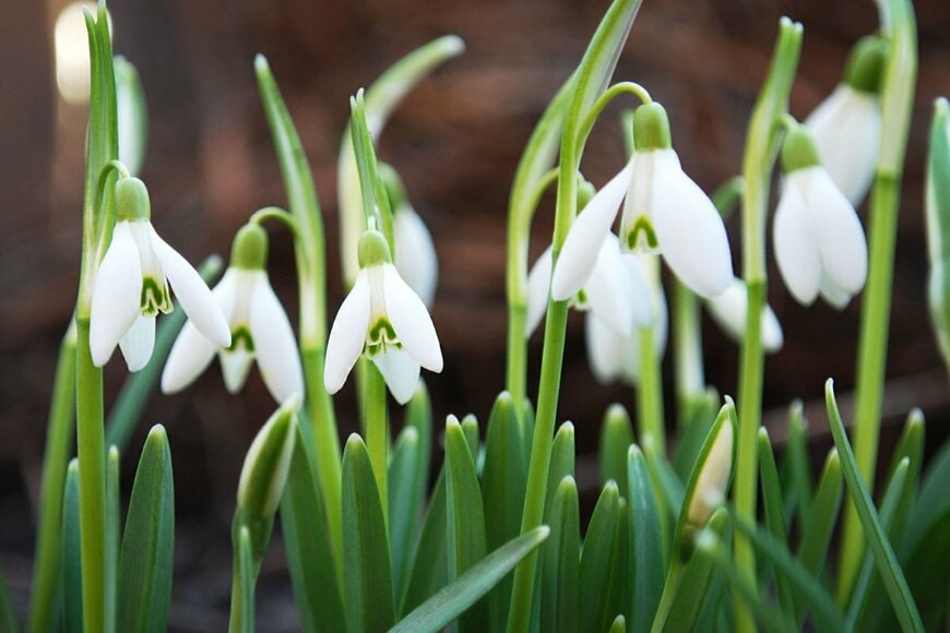 白い小花が俯いて咲いているスノードロップ