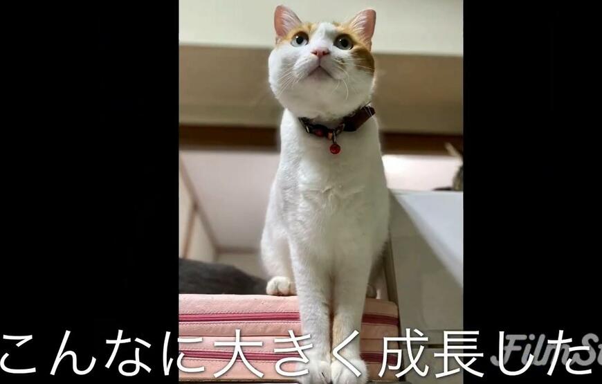 成長した猫