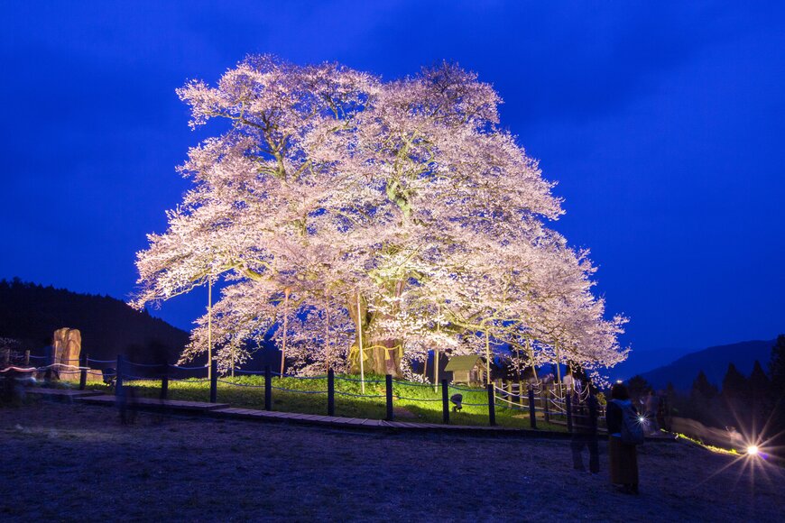 岡山県真庭市にある桜の巨木