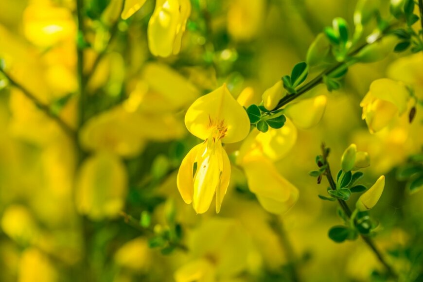 黄色いエニシダの花