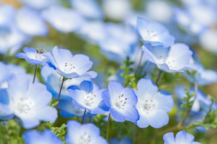 水色の花が満開のネモフィラ
