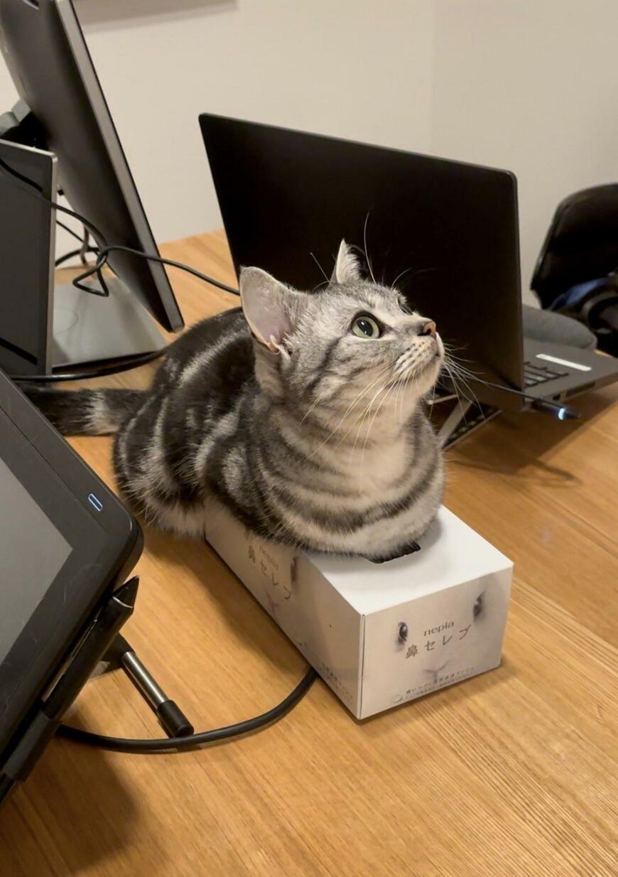 箱ティッシュの上に乗る猫