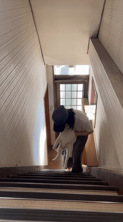 持ち上げられる猫