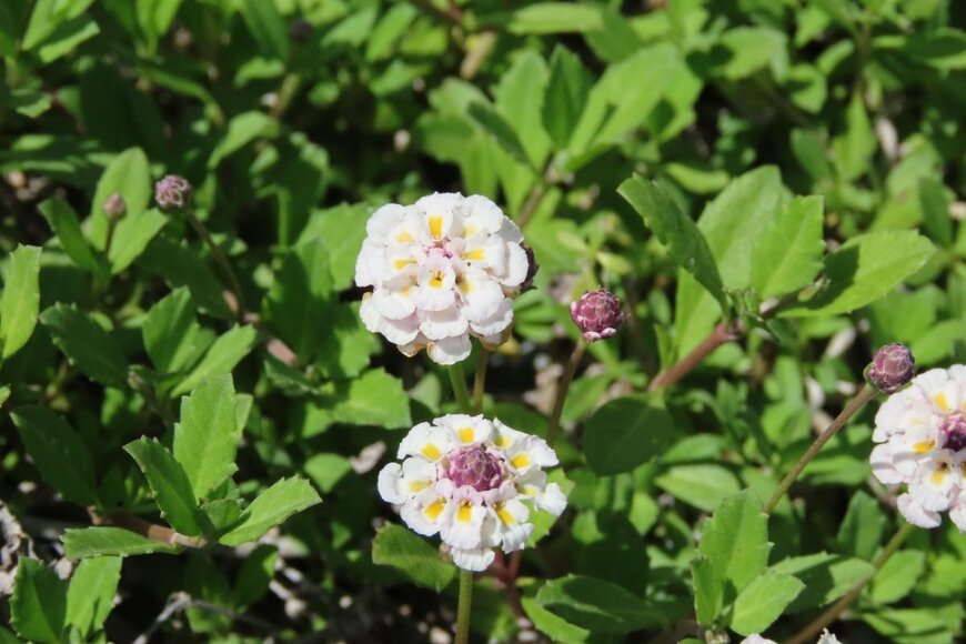 黄色い斑点入りの白い花を咲かせている、クラピア