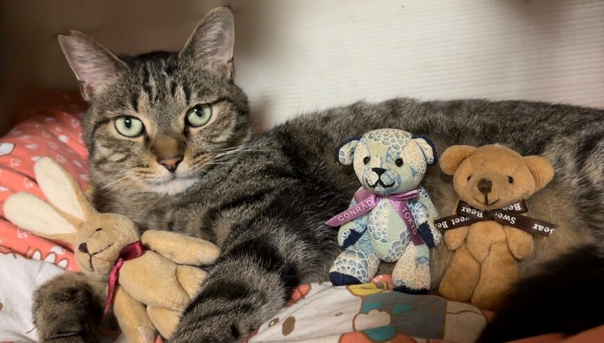 ぬいぐるみに囲まれる猫