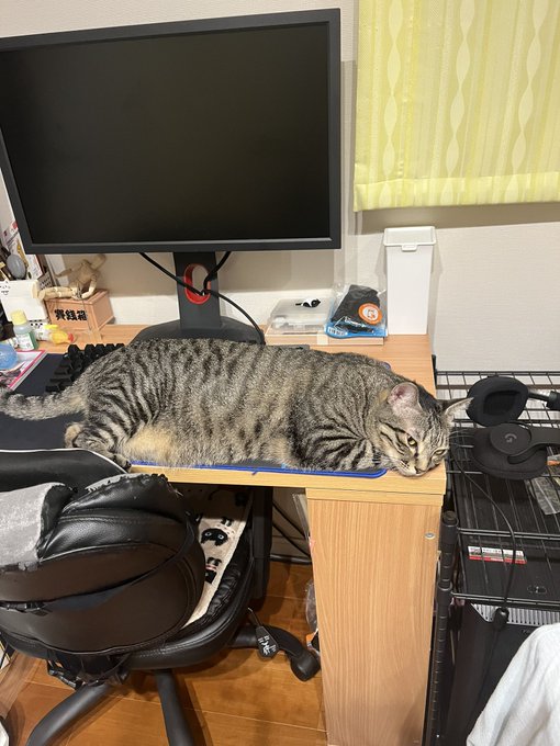 猫キーボード