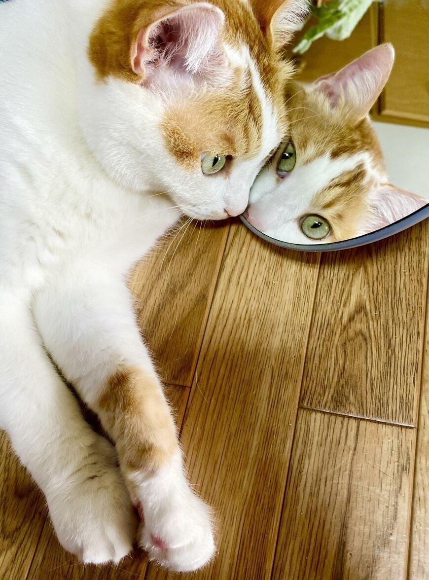 鏡をのぞく猫