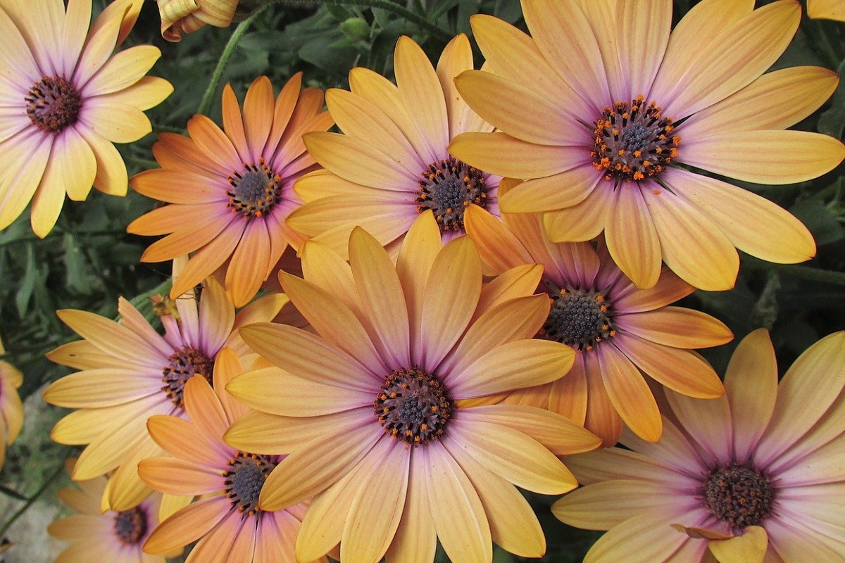 ガーデニング初心者必見！寄せ植えにおすすめの華やかな多年草3選