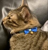 ​​【爆笑】狙ったパンを取れなかった猫の「意外な復讐」が話題「ささやかすぎるw」