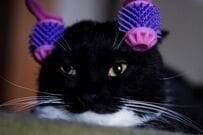 【猫ちゃんうっとり】マッサージされているときの表情がかわいすぎる…　「言葉にできないくらい好き」