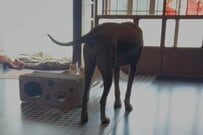 遊んでいる子猫たちに混ざろうとした「土佐犬」　あまりにも切なすぎる展開に心がギュッとなる…