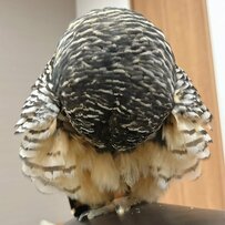 【深いお辞儀をするフクロウ】「ぺこり！」実はおなかの羽繕い中　まん丸頭と表情に癒される