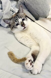 お気に入りのおもちゃが壊れた……　猫さんの切ないリアクションに反響