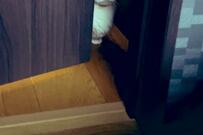 「起きますから…」健気に催促する猫　ドアの隙間から見えた光景に悶絶