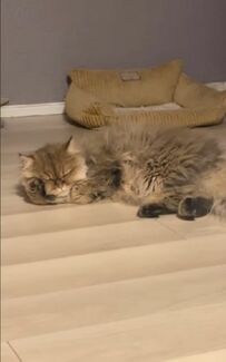  まるで人のような寝方に注目！くつろいで寝ている姿がかわいすぎる