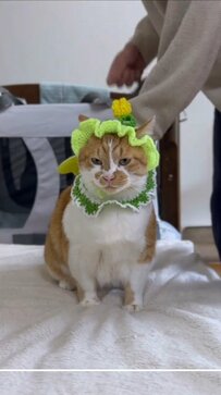 【チューリップの猫ちゃん】ハンドメイド帽子をかぶっていざ出発！お散歩大好きな様子に癒される人続出